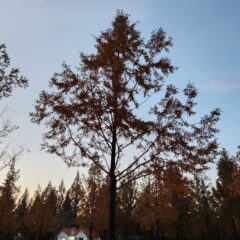 서울 강남 자차운전연수 10시간 비용 내돈내산 후기 후기 이미지